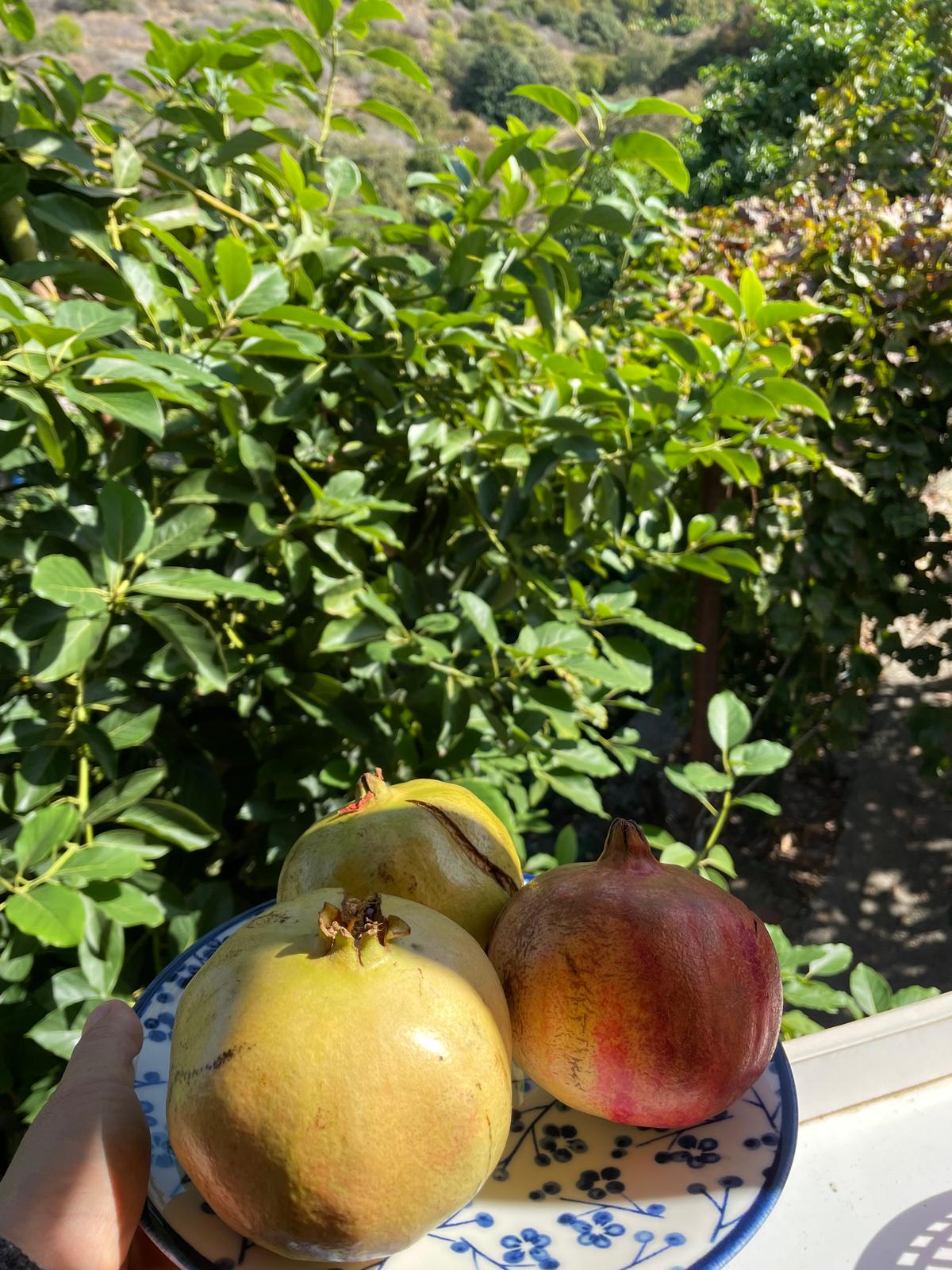 Zahidenin Tropikal Bahçesi 